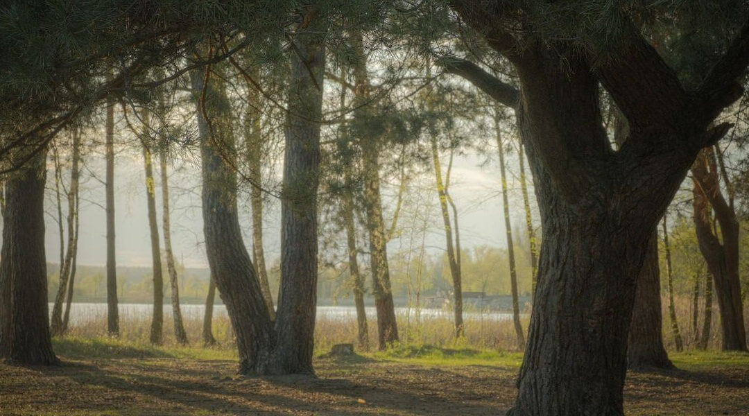 Stress löst man nicht im Kopf – warum dein Nervensystem Waldbaden braucht